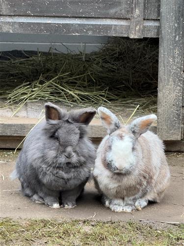 Benjamin Bunny & Athena