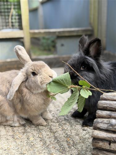 Moose & Misty