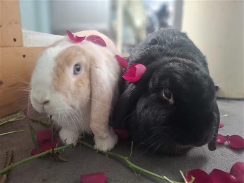 Boo & Spook — photo 1