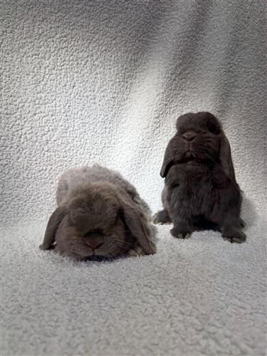 Bo & Benjamin — photo 1