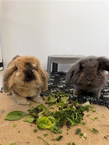 Kayla & Mutton Chops — photo 1