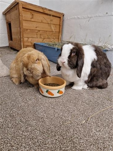 Jessie & Woody — photo 1